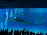 沖縄美ら海水族館に投稿された画像（2025/1/6）