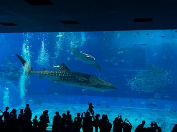 沖縄美ら海水族館に投稿された画像（2025/1/6）