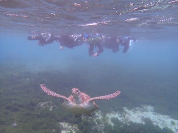 タビワク　宮古島に投稿された画像（2025/1/6）
