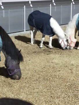 東京メガイルミに投稿された画像（2025/1/6）