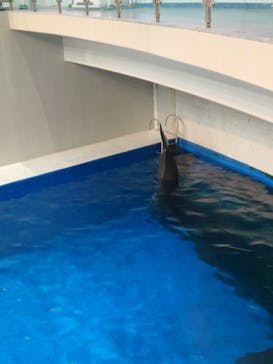 マクセル アクアパーク品川に投稿された画像（2025/1/6）