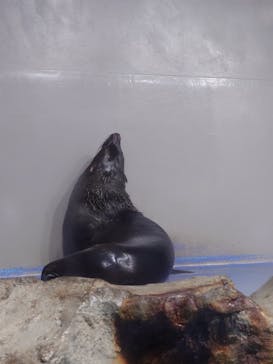 マクセル アクアパーク品川に投稿された画像（2025/1/6）