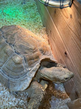 いきもの探検隊湘南に投稿された画像（2025/1/6）