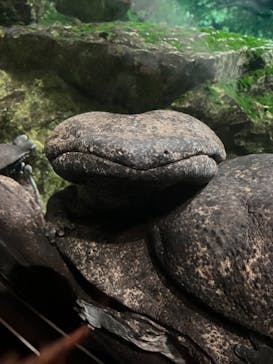 京都水族館に投稿された画像（2025/1/6）