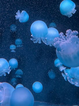 京都水族館に投稿された画像（2025/1/6）