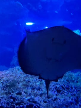 京都水族館に投稿された画像（2025/1/6）
