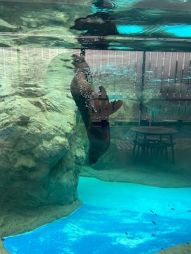 京都水族館に投稿された画像（2025/1/6）