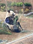恩賜上野動物園に投稿された画像（2025/1/6）