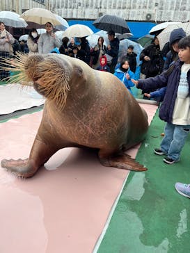 ゼロ距離水族館 伊勢シーパラダイスに投稿された画像（2025/1/6）
