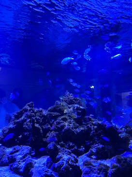 ゼロ距離水族館 伊勢シーパラダイスに投稿された画像（2025/1/6）