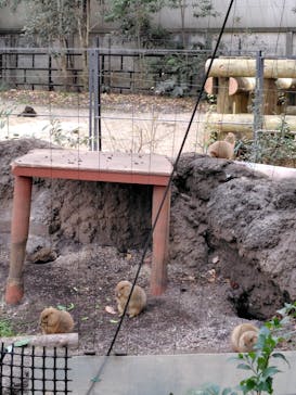 恩賜上野動物園に投稿された画像（2025/1/6）