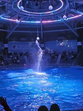 マクセル アクアパーク品川に投稿された画像（2025/1/6）