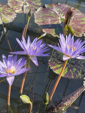 伊豆シャボテン動物公園に投稿された画像（2025/1/7）