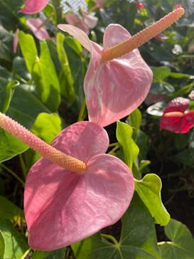 伊豆シャボテン動物公園に投稿された画像（2025/1/7）