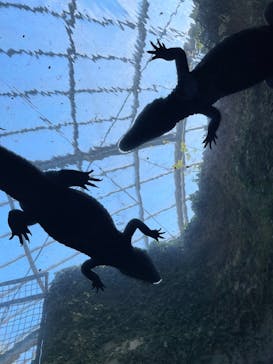伊豆シャボテン動物公園に投稿された画像（2025/1/7）