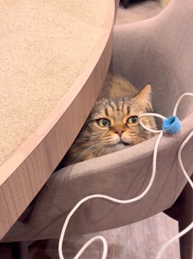 猫カフェモカ　渋谷公園通り店に投稿された画像（2025/1/7）