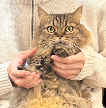 猫カフェモカ　渋谷公園通り店に投稿された画像（2025/1/7）