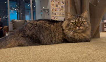 猫カフェモカ　渋谷公園通り店に投稿された画像（2025/1/7）