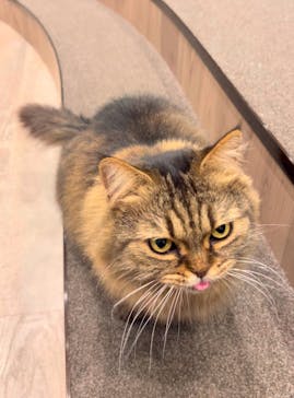 猫カフェモカ　渋谷公園通り店に投稿された画像（2025/1/7）