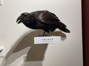 特別展「鳥 ～ゲノム解析が解き明かす新しい鳥類の系統～」国立科学博物館に投稿された画像（2025/1/7）