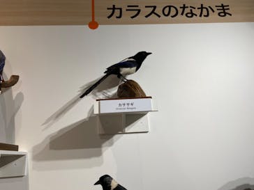 特別展「鳥 ～ゲノム解析が解き明かす新しい鳥類の系統～」国立科学博物館に投稿された画像（2025/1/7）