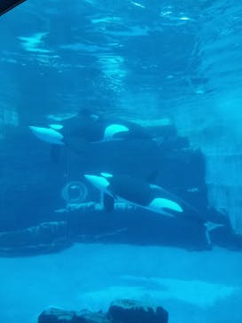 名古屋港水族館に投稿された画像（2025/1/7）