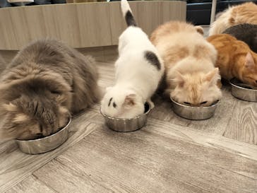 猫カフェモカ　アルシェ大宮店に投稿された画像（2025/1/7）