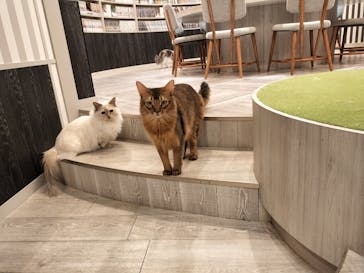 猫カフェモカ　アルシェ大宮店に投稿された画像（2025/1/7）