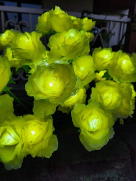 滋賀農業公園ブルーメの丘に投稿された画像（2025/1/7）