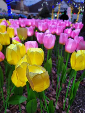 滋賀農業公園ブルーメの丘に投稿された画像（2025/1/7）