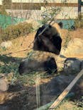 恩賜上野動物園に投稿された画像（2025/1/7）