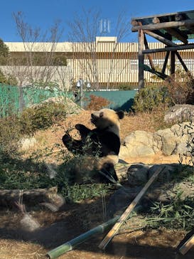 恩賜上野動物園に投稿された画像（2025/1/7）