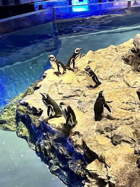 すみだ水族館に投稿された画像（2025/1/7）