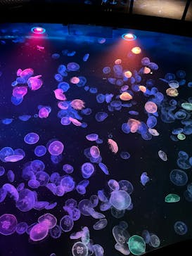 すみだ水族館に投稿された画像（2025/1/7）