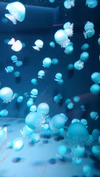 京都水族館に投稿された画像（2025/1/7）