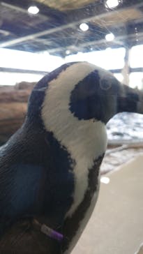 京都水族館に投稿された画像（2025/1/7）