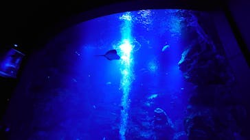 京都水族館に投稿された画像（2025/1/7）