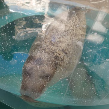京都水族館に投稿された画像（2025/1/7）