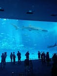 沖縄美ら海水族館に投稿された画像（2025/1/7）