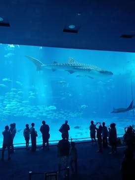 沖縄美ら海水族館に投稿された画像（2025/1/7）