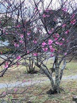 今帰仁城跡に投稿された画像（2025/1/7）