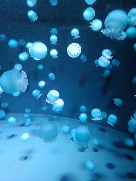 京都水族館に投稿された画像（2025/1/7）