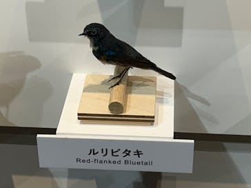 特別展「鳥 ～ゲノム解析が解き明かす新しい鳥類の系統～」国立科学博物館に投稿された画像（2025/1/7）