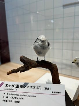 特別展「鳥 ～ゲノム解析が解き明かす新しい鳥類の系統～」国立科学博物館に投稿された画像（2025/1/7）
