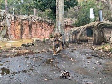 恩賜上野動物園に投稿された画像（2025/1/7）