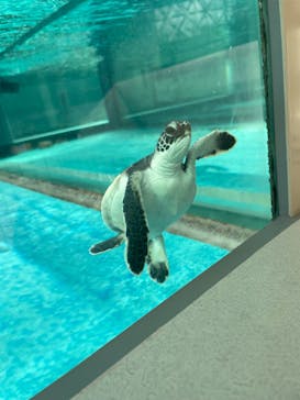 名古屋港水族館に投稿された画像（2025/1/7）