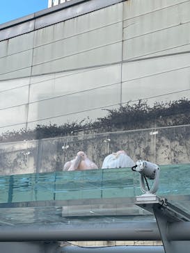 サンシャイン水族館に投稿された画像（2025/1/7）