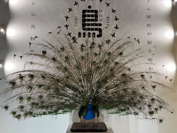 特別展「鳥 ～ゲノム解析が解き明かす新しい鳥類の系統～」国立科学博物館に投稿された画像（2025/1/7）