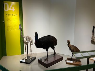 特別展「鳥 ～ゲノム解析が解き明かす新しい鳥類の系統～」国立科学博物館に投稿された画像（2025/1/7）