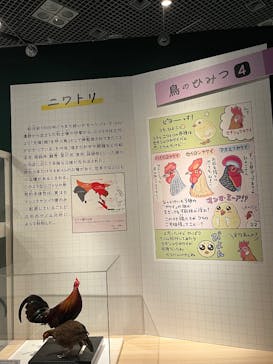 特別展「鳥 ～ゲノム解析が解き明かす新しい鳥類の系統～」国立科学博物館に投稿された画像（2025/1/7）